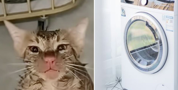 세탁기 작동 중 10분간 갇힌 고양이 생존…"코만 빨갛게 변해"