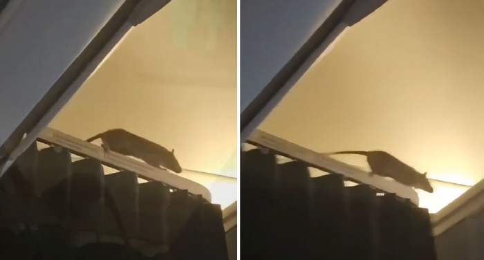 비행 중인 여객기 내부에 쥐 출현, "재난 영화인 줄…"