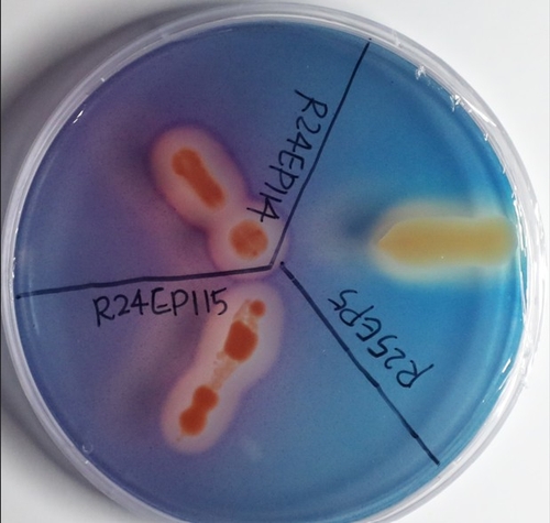 호남권생물자원관, 식물 생장 촉진 세균 46종 신규 확인