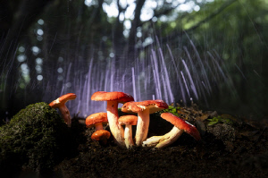 [제주소식] '제주 야생 버섯 4인전' 20∼25일 제주문예회관서 개최