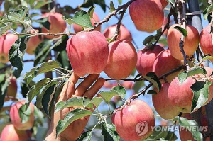 원주 치악산사과 경쟁력 강화…스마트과수원특화단지 공모 선정