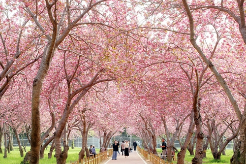 올해 57년만에 개방 진해 웅동벚꽃단지, 내년에도 상춘객 맞는다