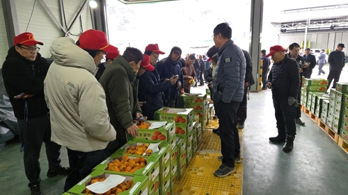 감 주산지 영동서 햇곶감 경매 개시…내년 2월까지 이어져