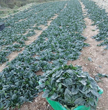 제철 명품 시금치 '신안 섬초', 작황 좋고 값도 올라