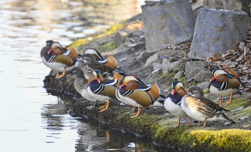 [픽! 남원] 한겨울에도 광한루원 떠나지 않는 원앙 가족들