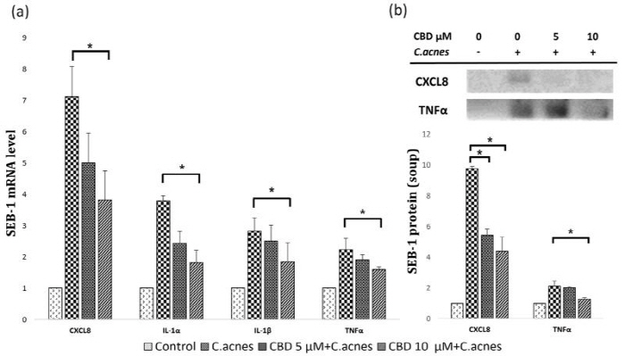 대마 추출 성분, 여드름·피지 생성 낮춰…피부 구성 단백질 변화에 관여