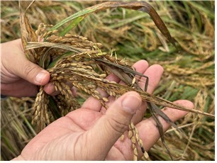 전북도, 벼 깨씨무늬병 피해 농가에 153억원 복구비 지원