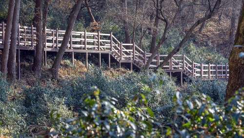 익산 함라산 야생차 군락지 '국가 산림문화자산' 지정