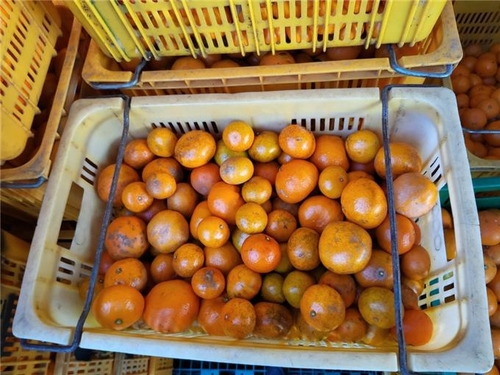 서귀포시, 비상품 감귤 혼합 판매 단속 강화