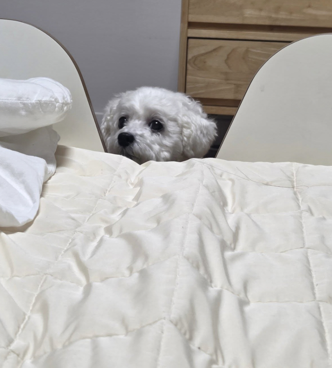 '윤상현♥' 메이비, 갑작스러운 비보에 자책 "널 살릴 수 있었던 시간은…