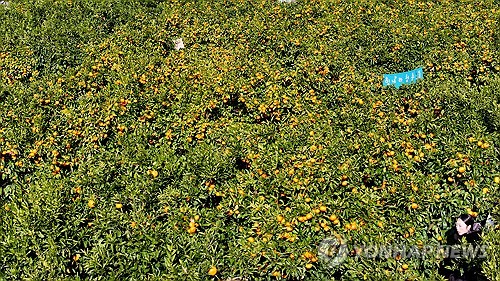 제주, 아침 기온 2∼5도 출근길 추위…낮에는 회복