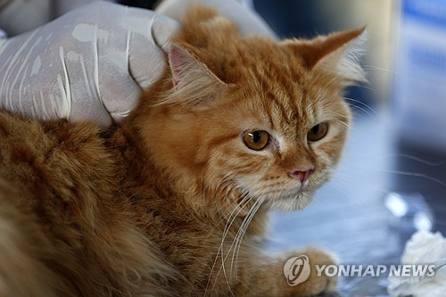 전국 동물병원 평균 초진 진찰료 1만520원…대전은 1만3천51원