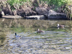 인천 승기천 수질 5개월 연속 1등급…3등급서 대폭 개선