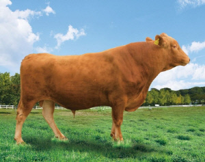 강원도 축산기술연구소, 한우 보증씨수소 3마리 신규 선발