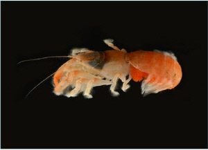 서귀포 앞바다서 세계 첫 신종 '쏙류' 발견…수천개체 서식