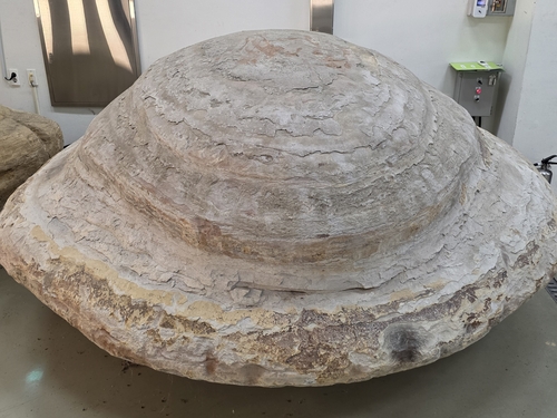 포항 신생대 두호층 고래화석·결핵체, 천연기념물 지정