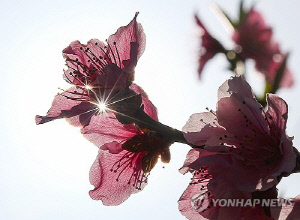 [내일은 못볼지도] 