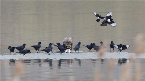 [유형재의 새록새록] "조폭과 16대 1로"…외로운 대형 맹금류