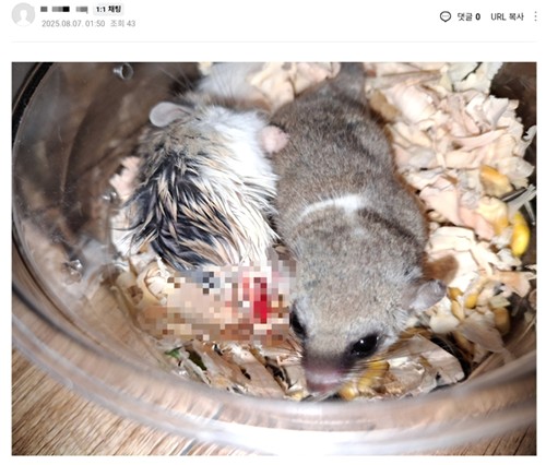 햄스터 강제 합사·잔혹 학대 생중계…경찰, 수사 착수