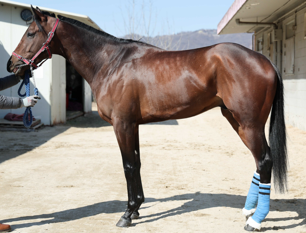 [경마]새로운 서사의 시작… 붉은 말의 기운으로 여는 2026년 한국경마…