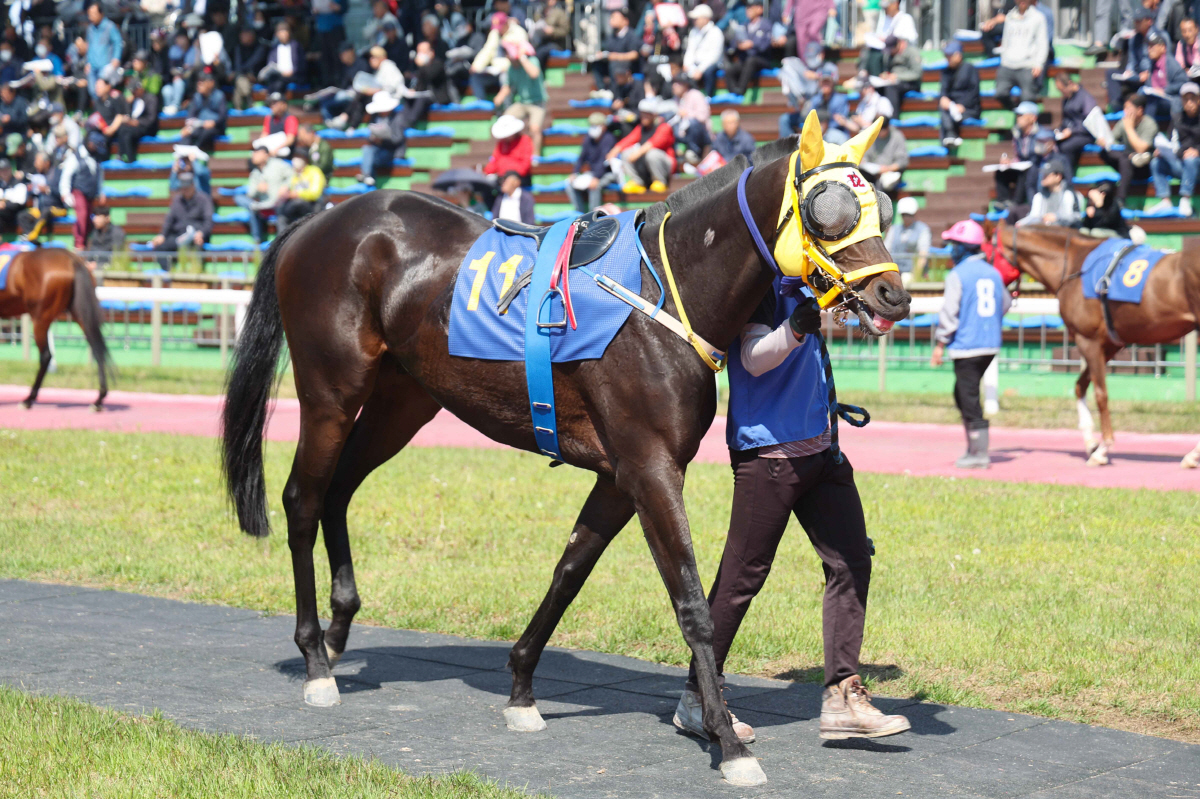 [경마]새로운 서사의 시작… 붉은 말의 기운으로 여는 2026년 한국경마…