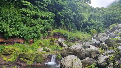 한라산 어리목계곡의 화산암층과 용천수, 천연기념물 된다