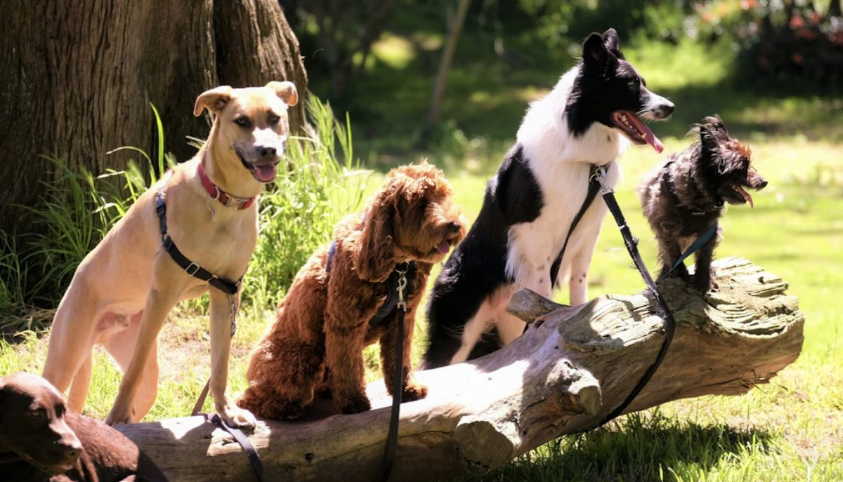 반려견 '치매' 의심 '6가지' 체크…8세 이상 최대 35% 발병