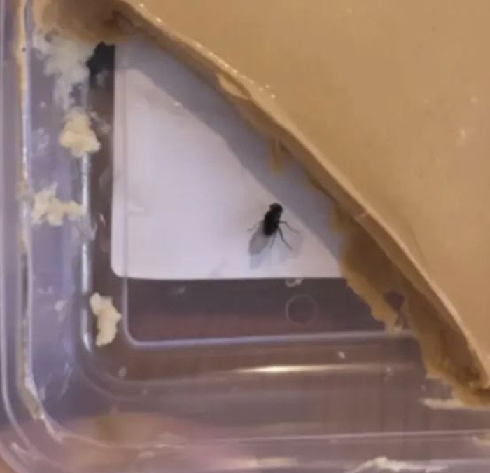 "파리 들어가고 치킨 덜 익었네, 환불해 줘"…AI 사진조작 사기 기승