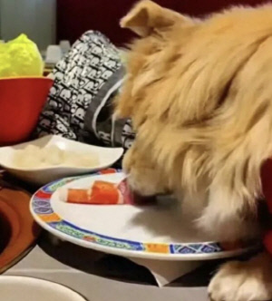 유명 식당서 반려견에게 고기 먹인 여성 '공분'…