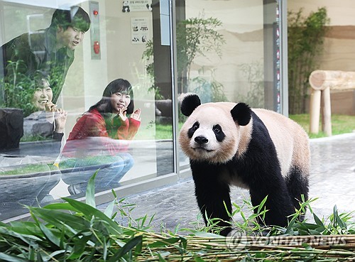 (용인=연합뉴스) 홍기원 기자 = 2일 경기도 용인시 에버랜드 판다 세컨드 하우스(Panda 2nd House)에서 쌍둥이 판다 루이바오가 방사장을 돌아다니고 있다. 에버랜드는 추석 연휴가 시작하는 오는 3일 루이바오와 후이바오가 지낼 판다 세컨드 하우스(Panda 2nd House)를 일반에 공개한다. 2025.10.2 xanadu@yna.co.kr