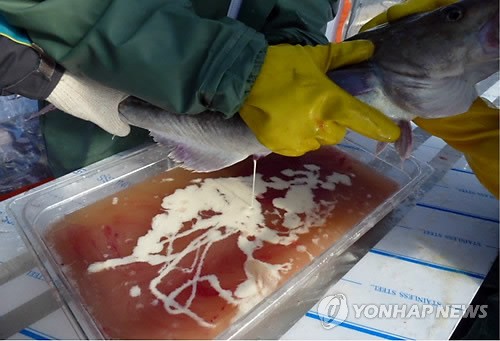 '대구 어획량 감소'에 경남 남해안 5개 시군, 수정란·치어 방류
