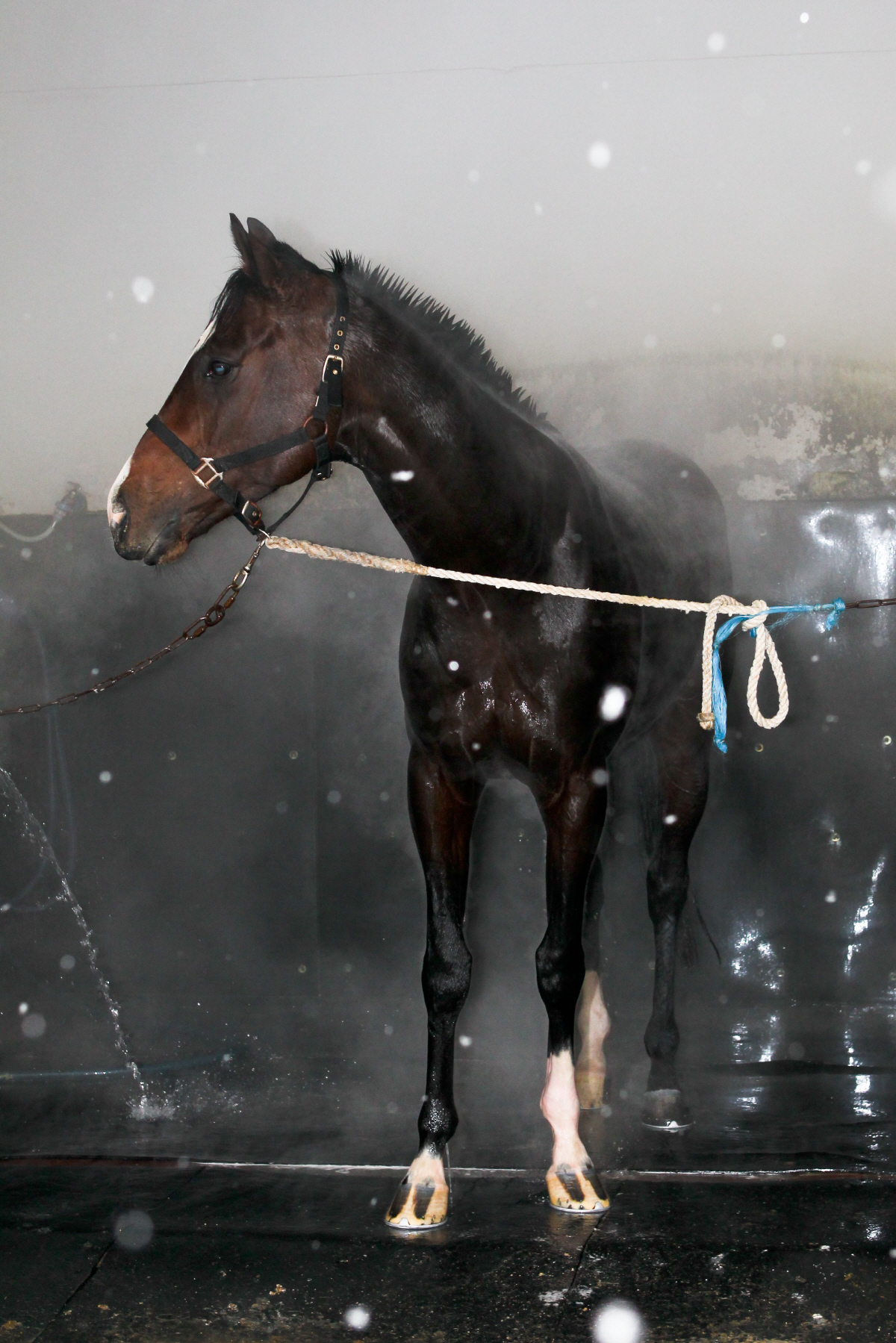 [경마]영하권 날씨 속 경주마 건강 지키기… 렛츠런파크 서울의 특별한 겨…