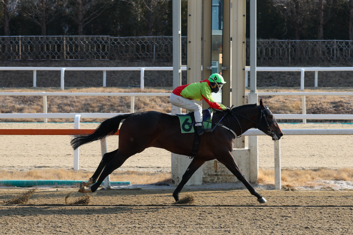 [경마]붉은 말의 해, 렛츠런파크 서울에서 펼쳐진 신년 첫 주 경마 리뷰