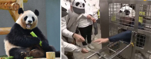 판다 가족 떠난 동물원, 직원들이 우리에 들어갔다