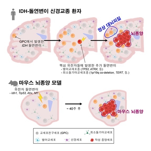 KAIST, 재발률 높은 젊은층 난치성 뇌종양 '진짜 시작점' 찾았다