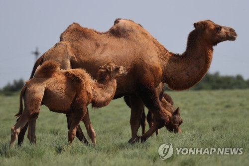 (야슈쿨 타스=연합뉴스 자료사진) 2021년 8월 23일 러시아연방 칼미키야 공화국의 야슈쿨 근처의 초원에서 촬영된 낙타들의 모습. [기사 내 특정 내용과 무관] (Erik Romanenko/TASS) 2026.1.9.