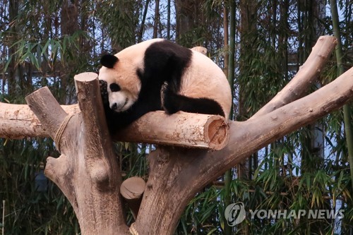 동물단체 "동물 선물 안돼…중국에 '판다 대여 요청' 반대"