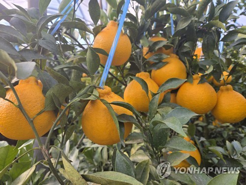 제주시, 고품질 만감류 출하 농가 장려금 지원