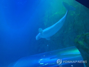 '흰고래 벨라' 방류 요구시위 항소심 재판부 