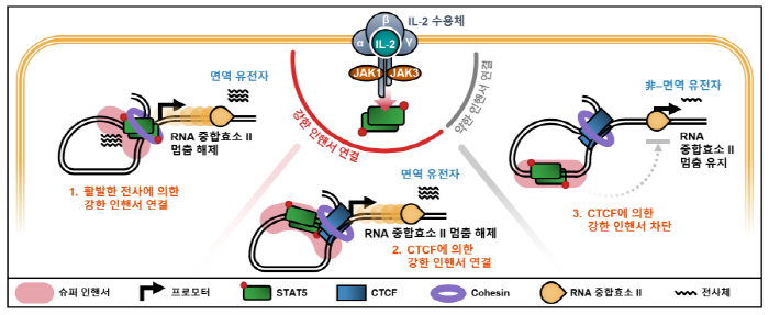 "DNA 연결구조에 따라 유전자 작동, 약물 반응 달라"