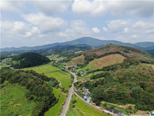 청양군 소나무재선충병 방제 총력…5만그루 감염·감염의심 추정