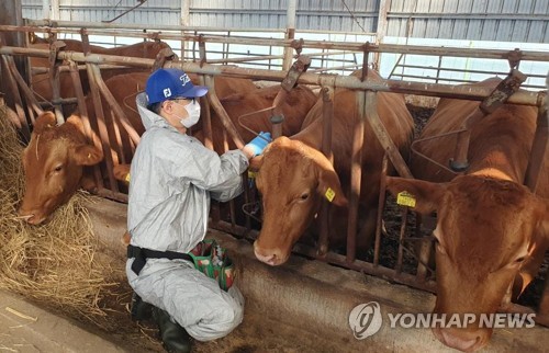 "럼피스킨·블루텅 등 해외 가축질병 국내 유입 징후 미확인"