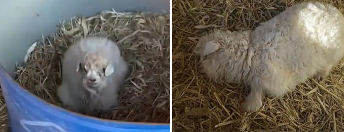 팔릴까 봐 '죽은 척' 연기하는 새끼 양…주인 "3천만원 줘도 안 팔아"