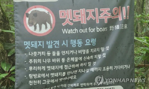 광양 야산서 멧돼지 습격받은 60대 남성 숨져