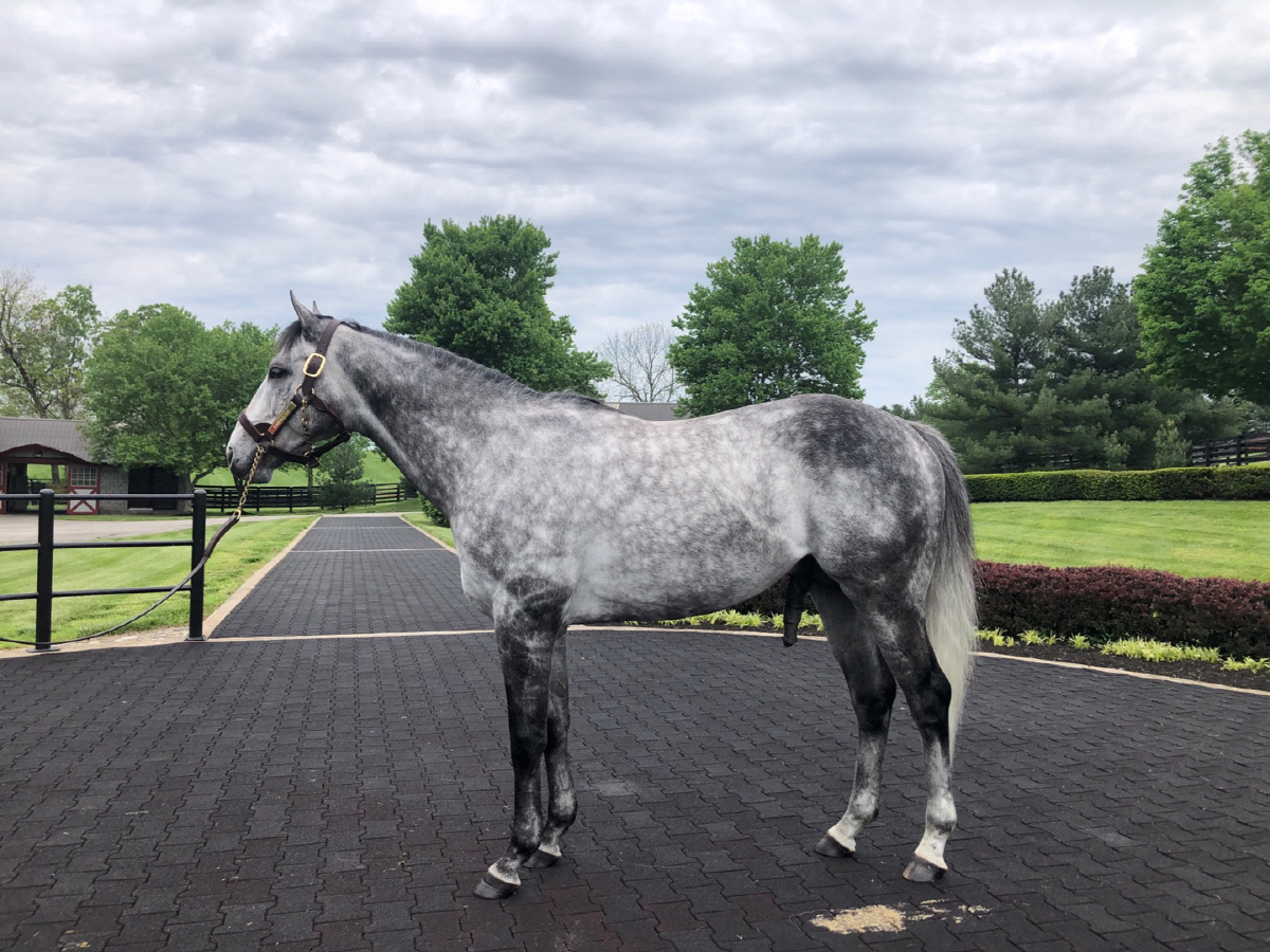 [경마]혈통이 역사를 만든다… 제2의 메니피 꿈꾸는'닉스고'