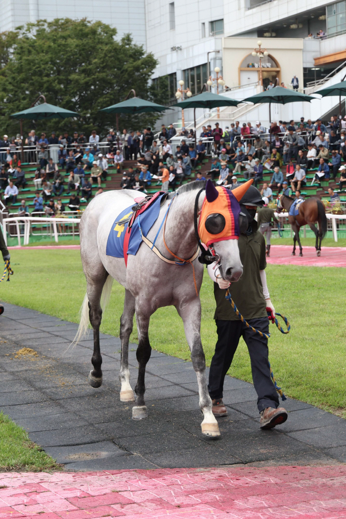 [경마]내로라하는 강자 총출동… 렛츠런파크 서울 1400m 1등급 경주 개최