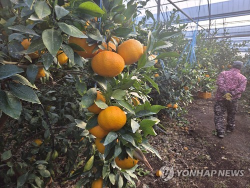제주 감귤농가 "유통상인, 만다린 영향 과장해 가격 후려치기"