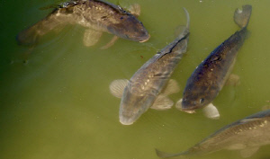 두통 때문에 생선 '이것' 먹은 후 목숨 잃을 뻔…