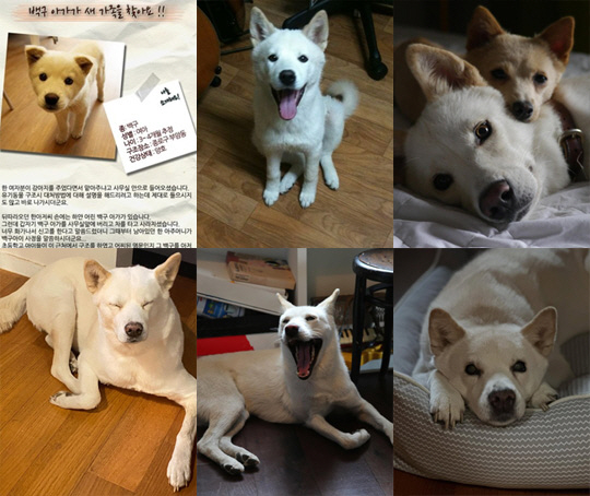 '이효리♥' 이상순, 15년 함께한 반려견 구아나와 이별 "내 곁을 지켜…