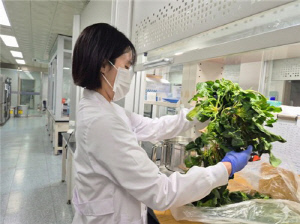 광주 유통 농산물 일부 잔류 농약 기준치 초과…압류 폐기